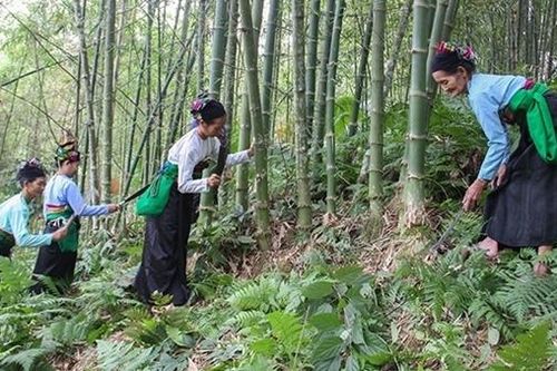 Giải pháp cho 'cây xóa nghèo' xứ Thanh