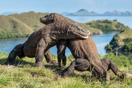 Khám phá bí ẩn về loài thằn lằn lớn nhất thế giới trên đảo Komodo