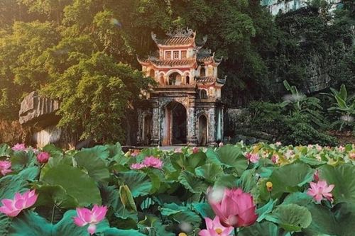 Sen hồng ấp ủ mầm thương