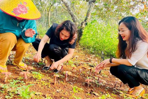 Trồng nấm linh chi dưới tán rừng, người dân ở Đắk Nông thoát nghèo