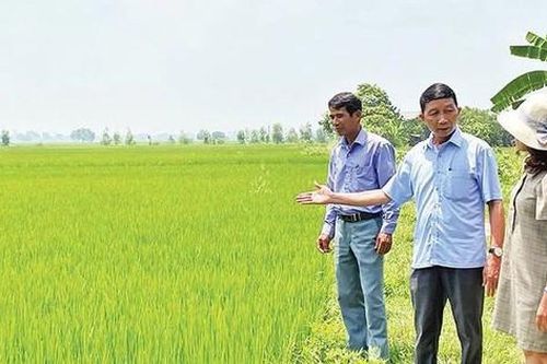 Hiệu quả kép từ trồng lúa hữu cơ