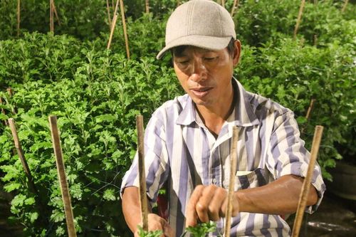 Người dân miền Trung tất bật chăm sóc vụ hoa Tết Nguyên đán 2024
