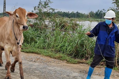 Quảng Ngãi: Sạt lở do nước lũ ngày càng nghiêm trọng