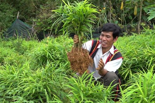 Quảng Ngãi: Phát triển gừng gió, đặc sản vùng núi Trà Bồng