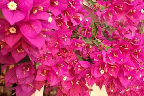 Quy tắc '1 nhiều – 1 ít' để hoa giấy nở nhiều đúng dịp Tết