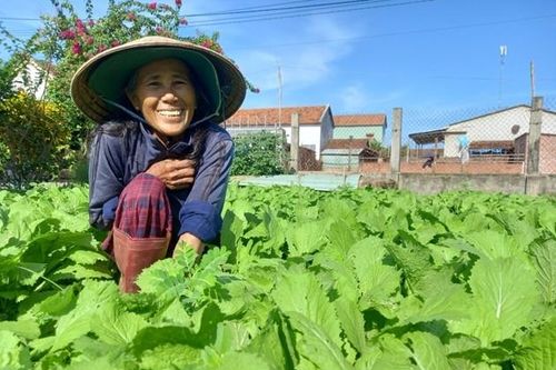 Rau gia vị bón loại phân hữu cơ này cứ như được ăn 'thần dược'