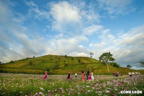 Về Chư Đang Ya (Gia Lai) ngắm hoa tam giác mạch