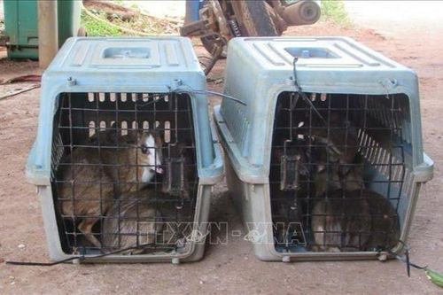 Tăng tính răn đe với vi phạm về động vật hoang dã