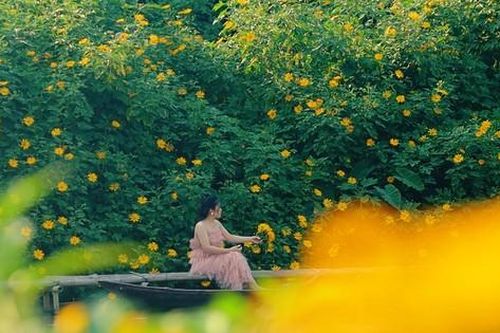 Dã quỳ khoe sắc rực rỡ giữa lòng Thủ đô