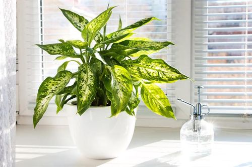 Các loại cây không nên trồng trong nhà có trẻ nhỏ