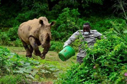Báo động tình trạng động vật hoang dã tấn công người ở Mozambique