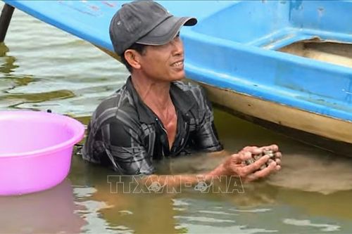 Nhân rộng mô hình nuôi sò huyết trong vuông tôm
