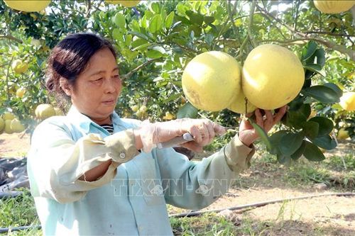 Trồng bưởi theo tiêu chuẩn VietGAP cho hiệu quả cao