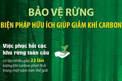 Bảo vệ rừng - biện pháp hữu ích giúp giảm khí carbon