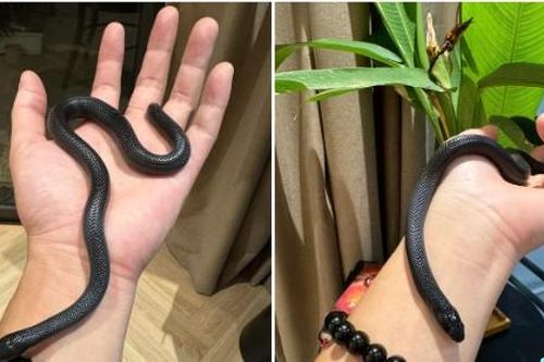 Nam chính 'Biệt Dược Đen' khoe dàn thú cưng lạ mắt với nhiều chủng loại, nhưng có một hình ảnh được chú ý hơn cả