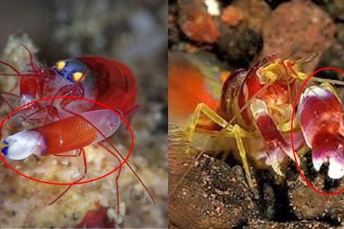 Bí ẩn loài động vật duy nhất sở hữu 'súng', ồn ào số 1 thế giới, động cơ phản lực còn 'xin thua'