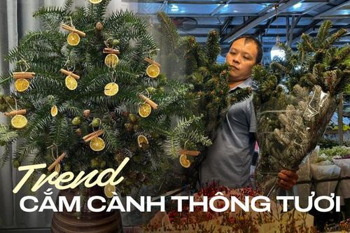 Trend mua cành thông tươi bản địa trưng dịp Noel