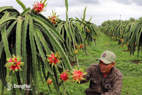 Xuân Lộc - huyện nông thôn mới nâng cao đầu tiên của tỉnh
