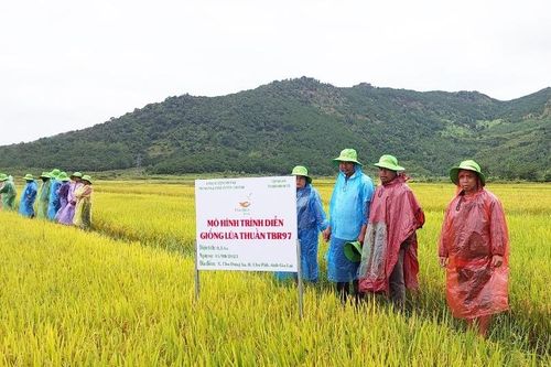 Nông dân Gia Lai phấn khởi khi lúa được mùa, tăng giá