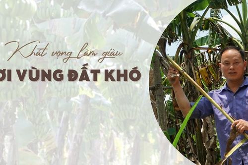 Khát vọng làm giàu nơi vùng đất khó