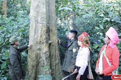 Giữ màu xanh Khu bảo tồn thiên nhiên Mường La