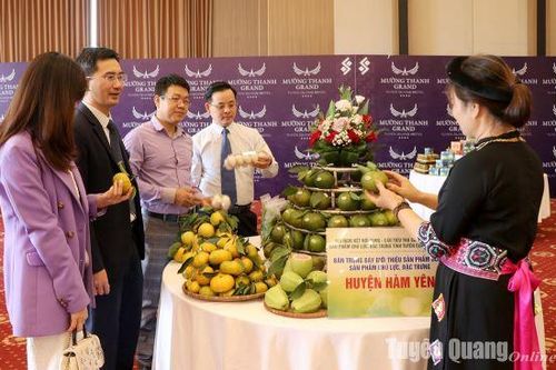 Xúc tiến tiêu thụ bưởi, cam