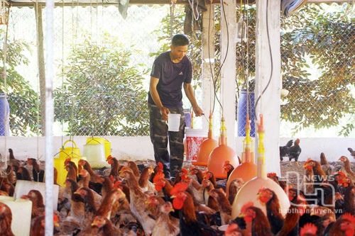 Nuôi gà bằng dược liệu: Hướng đi mới nhiều triển vọng