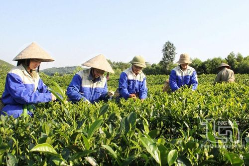 Trên 17 tỷ đồng hỗ trợ mô hình HTX do phụ nữ làm chủ