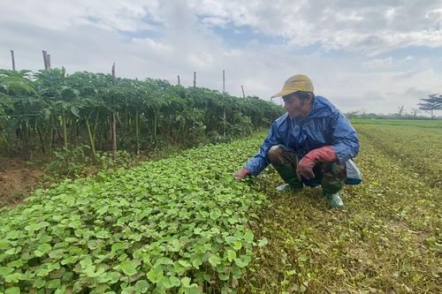 Khôi phục sản xuất sau mưa lũ