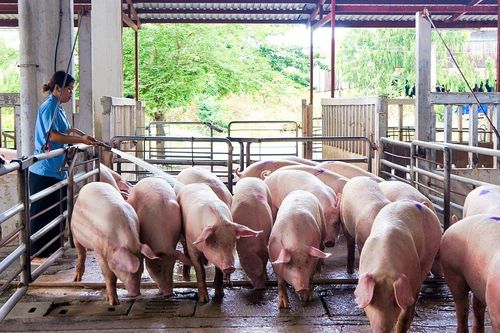 Giá heo hơi hôm nay 22/11: Giảm rải rác ở miền Nam