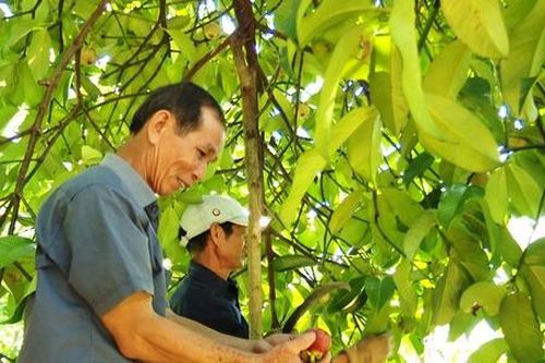 Tiên Phước vượt khó giảm nghèo