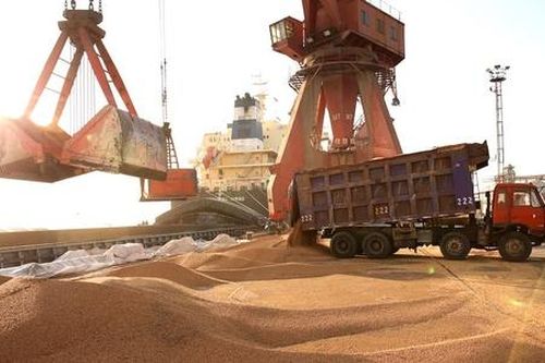 Đừng để 'khúc ngoặt' đậu tương làm bế tắc ngành chăn nuôi