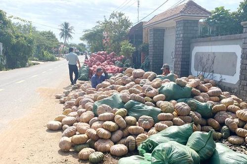 Lâm cảnh 'được mùa, mất giá', hàng ngàn tấn bí đỏ đang cần 'giải cứu'