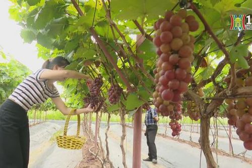 Hà Nội phát triển du lịch nông nghiệp, nông thôn