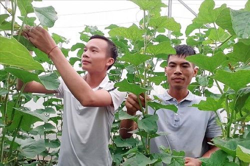 Hà Giang: Giảm nghèo từ những mô hình sinh kế của hợp tác xã