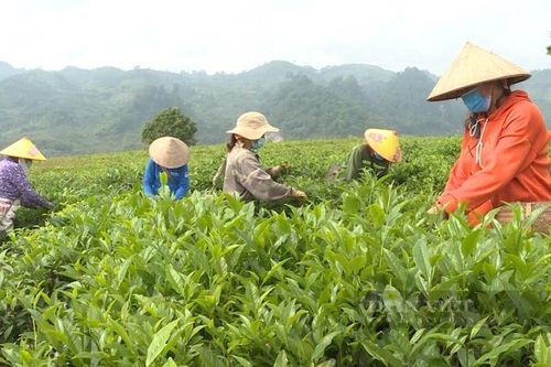 Phát huy vai trò kinh tế tập thể, hợp tác xã trong giảm nghèo đa chiều