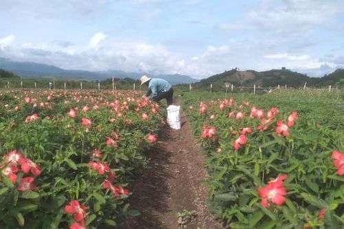 Tập trung giải pháp thực hiện hiệu quả các chương trình mục tiêu quốc gia