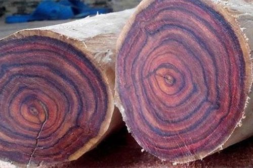 12 loại gỗ quý và đắt đỏ nhất thế giới, có tiền cũng khó sở hữu