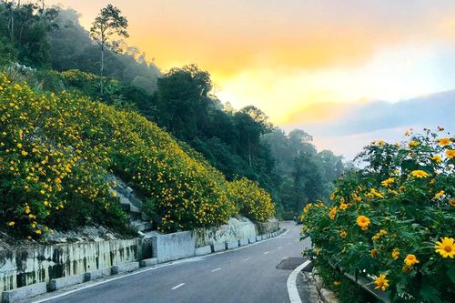 Lên điểm cao nhất ở Hà Nội, ngắm sắc dã quỳ đang độ bung tràn