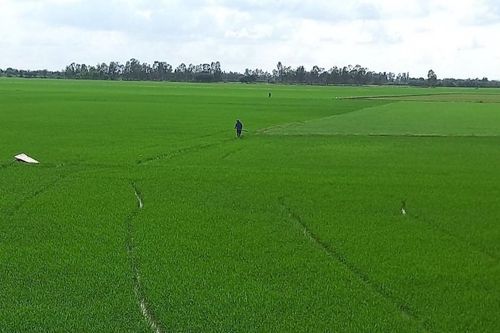 Quy hoạch đất sạch phát triển nông nghiệp ứng dụng công nghệ cao