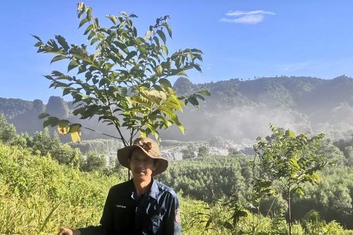 Quảng Bình: Một huyện có 3.742ha rừng bị phá và lấn chiếm