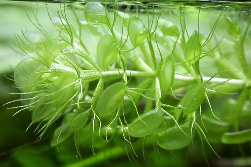 Top thực vật 'chuyển động' nhanh nhất Trái Đất: Bái phục số 2!