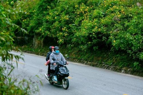 Hoa dã quỳ nhuộm vàng cung đèo Lùng Pa, Lạng Sơn