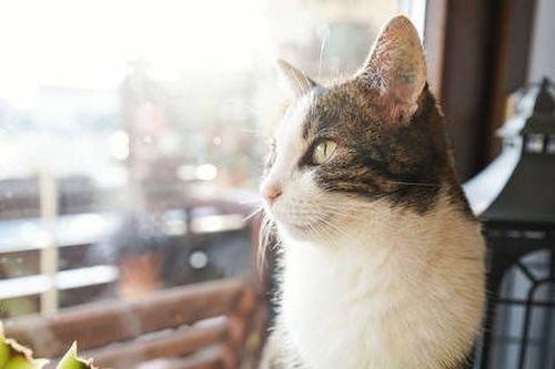 Mèo cứu chủ khỏi án tù