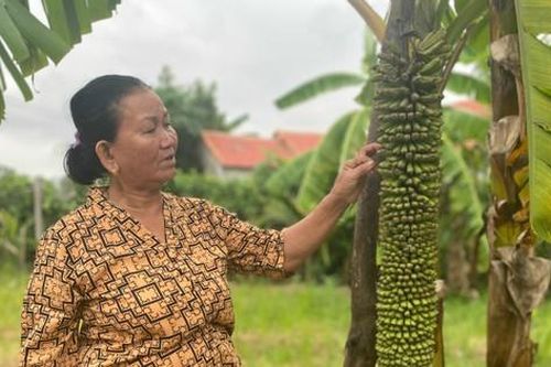 Buồng chuối khủng ở Quảng Ngãi 'đẻ' hơn 100 nải vẫn chưa dừng lại