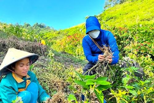 Loại cây trồng trên đỉnh núi cao 1.000 m giúp người dân bản biên giới xóa đói
