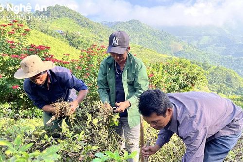 Lạc sạch 'miền rét sương' Nghệ An cháy hàng