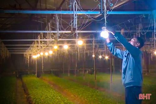 Nông dân Hà Tĩnh xuyên đêm chong đèn 'thức' cùng hoa tết
