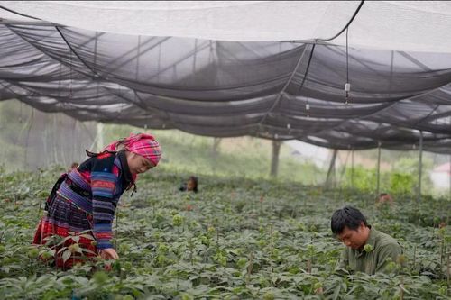Việt Nam có nhiều tiềm năng, lợi thế lớn để phát triển kinh tế dược liệu