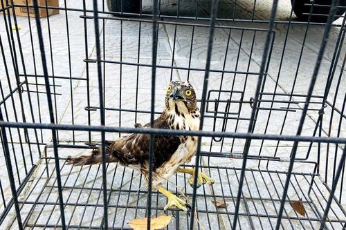 Quảng Bình: Bàn giao trăn đất và chim ưng quý hiếm cho Trung tâm Cứu hộ